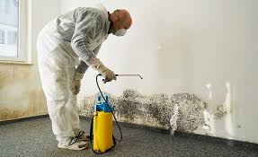 Best Environmental Consulting for Mold Prevention  in Rock Island, IL