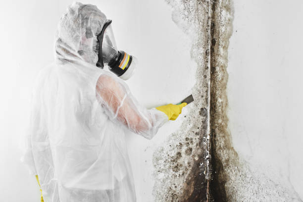 Best Forensic Mold Investigation  in Rock Island, IL