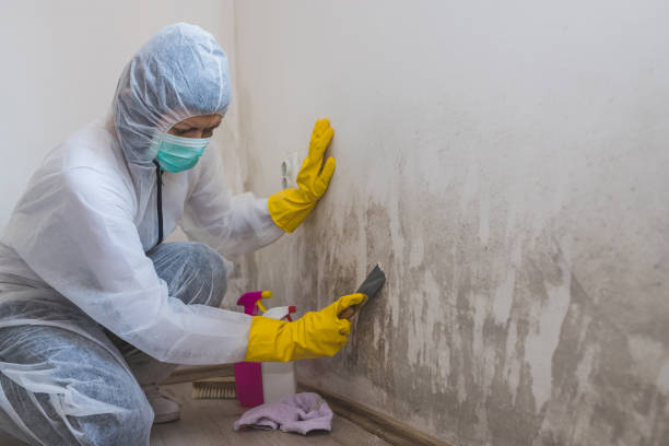 Best Mold Prevention Services  in Rock Island, IL