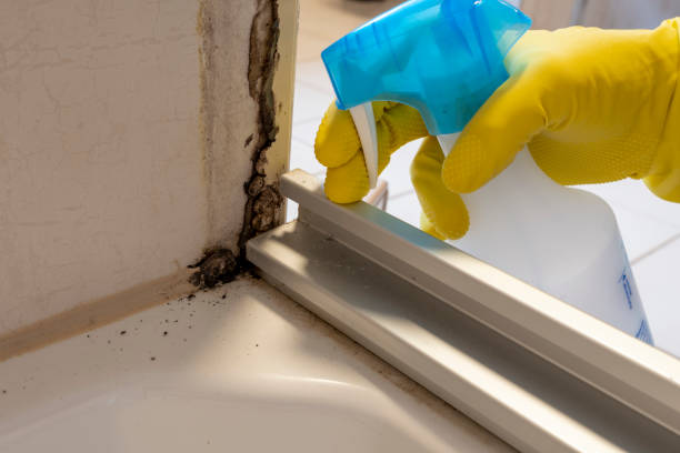 Best Commercial Mold Inspection  in Rock Island, IL